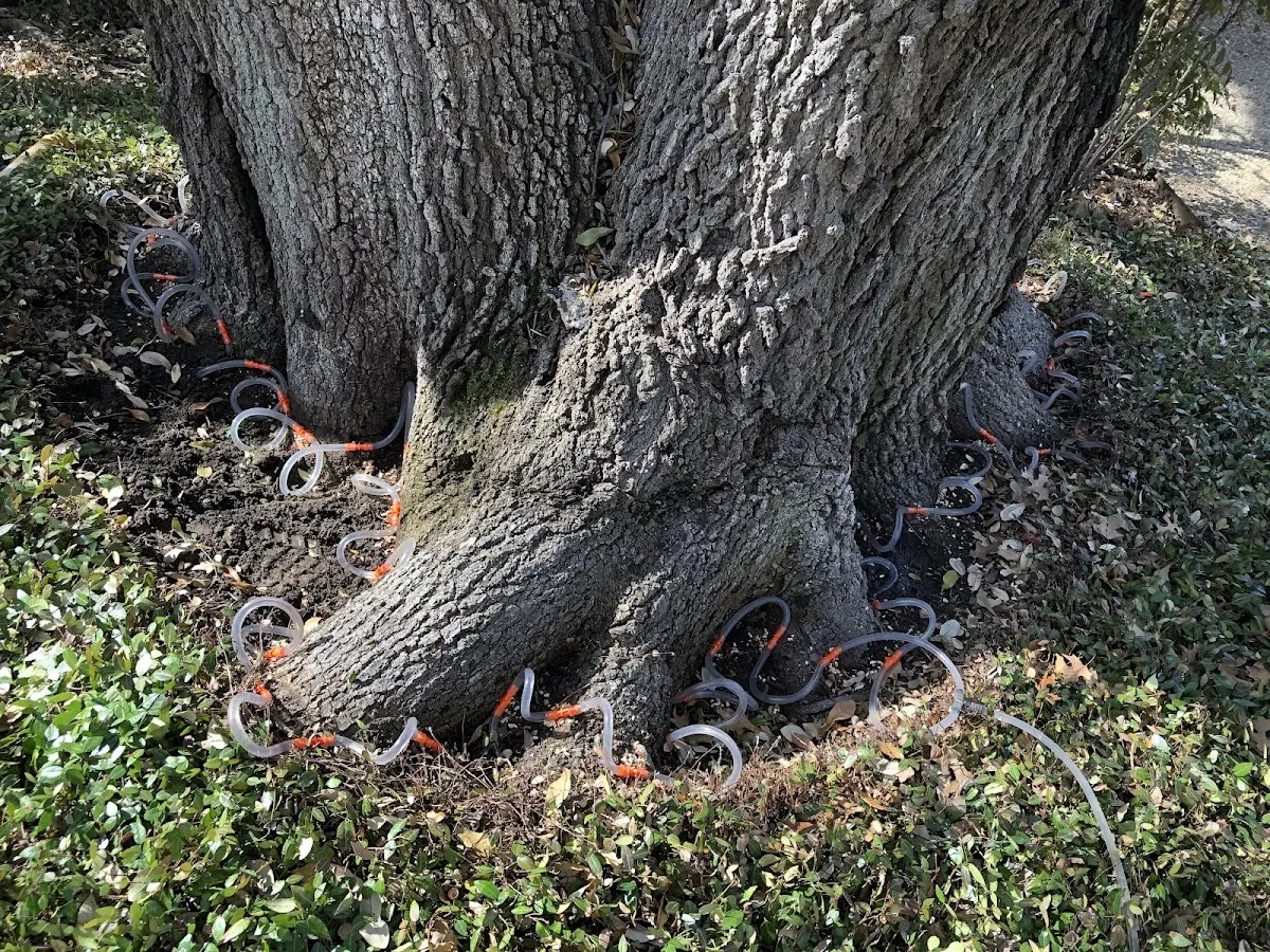 Detailed Tree Cabling and Bracing job site in Terre Haute