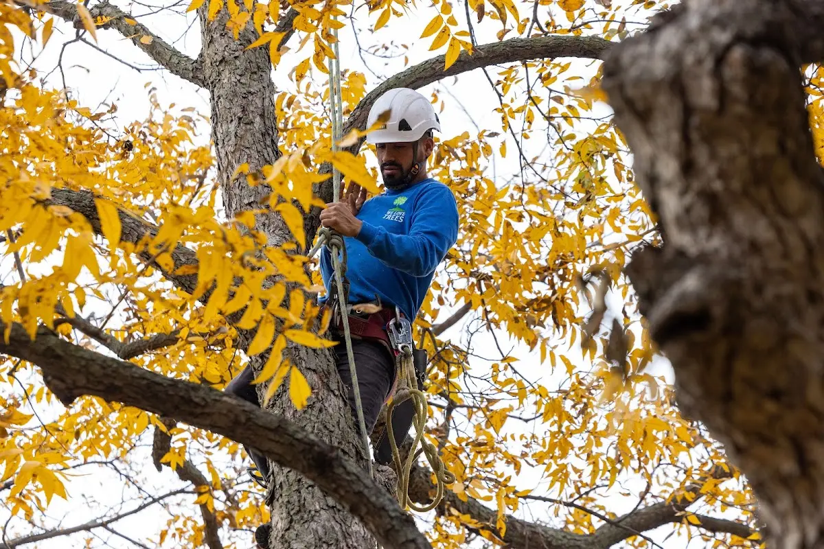 Skilled Tree Transplanting crew working in Terre Haute