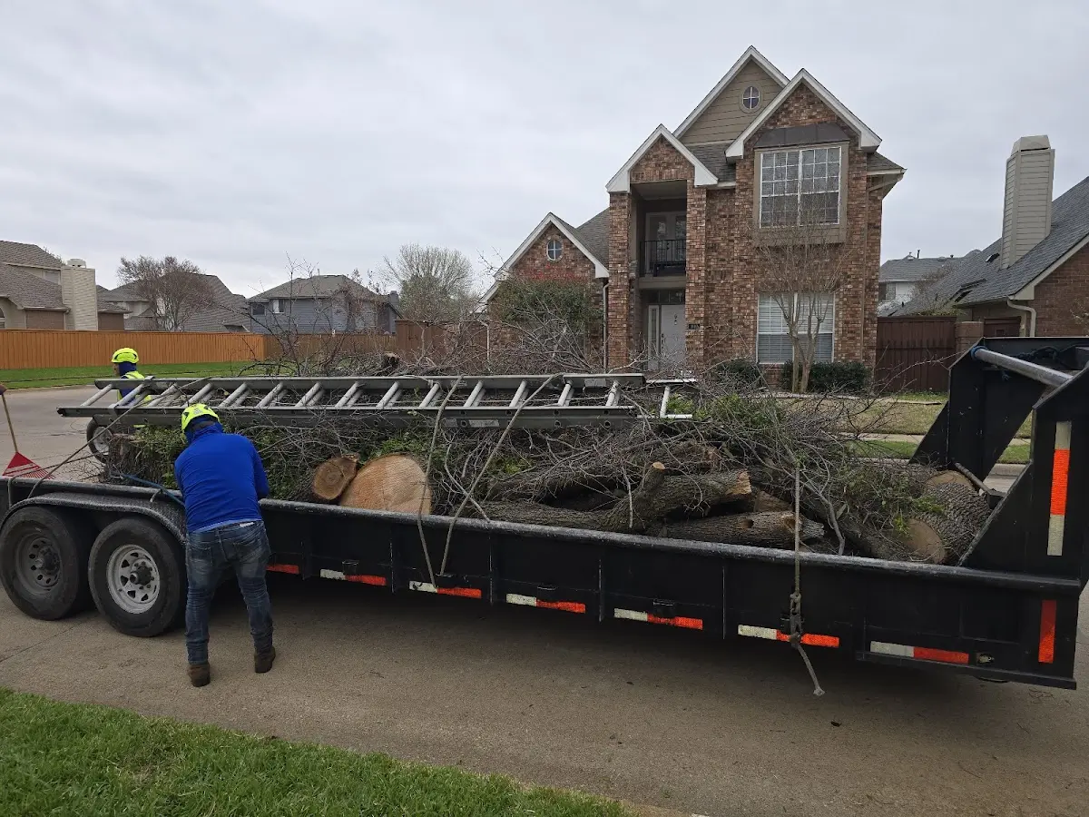 Expert Deadwooding with proper safety equipment in Terre Haute